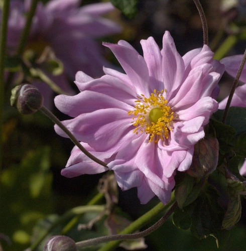 Herbstanemone monte rose - herbstanemone,
