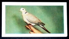 BARBARY DOVE Voliere Vogel