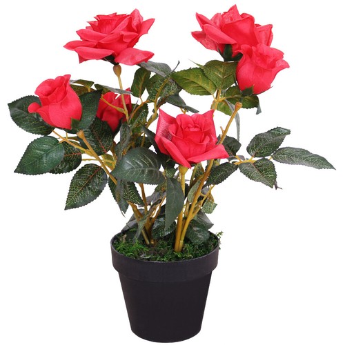 Rose rosenstock rosenbusch - rose,