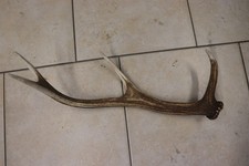 Abwurfstangen Geweihstangen