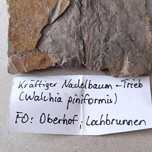 Pflanzenfossil nadelbaum trieb - pflanzenfossil, nadelbaum-trieb