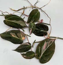 Philodendron Micans pink variegata Stecklinge mit weniger pink