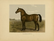 Antiker Druck - OLDENBURGER