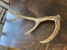 Abwurfstange * Geweih * Hirsch * Deko