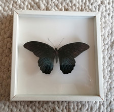 Schmetterling echt präpariert