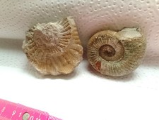 Ammonit + Negativ, grün, Jura