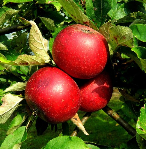 Apfelbaum rote sternrenette - apfelbaum,