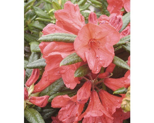Großblumige alpenrose - großblumige,