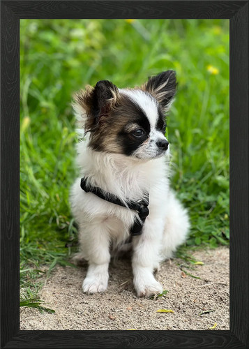 Kleiner hund gerahmtes - kleiner,