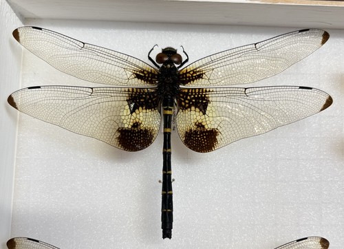 Odonata chlorogomphus papilio - odonata:,