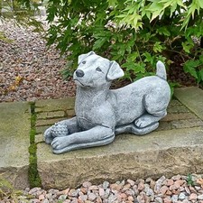 Jack Russell Terrier Hund