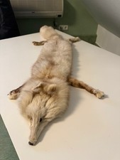 Echte Fuchsstola – Naturfell, hell, Vintage Luxus Pelz, Original mit Kopf & Pfot