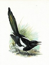 Elster Sperlingsvögel Rabenvögel - Kunstdruck-Bild - 25,5 x 17,5 cm (e)