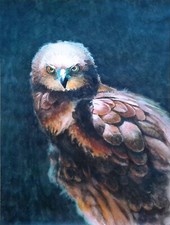 Aquarell "Junger Adler" 26,4x35,7 cm. Handgemalt Original Bild Art Kunst Malerei
