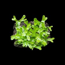 Kegelkopf -Moos, Lebermoos, lebend, Terrarien Moos, Deko-Moos Terrarium Pflanzen