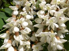 SAMEN die ROBINIE Gartenbaum Parkanlagen toller Schmetterlingsblütler Riesig