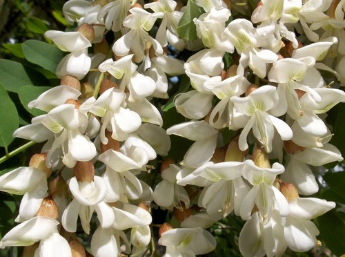 Super blumen samen die - blumen, robinie