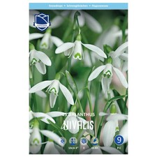 Lefeber Blumenzwiebeln Schneeglöckchen Galanthus Nivalis (25 Stück)