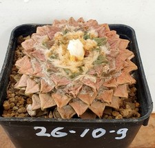 uralter Ariocarpus  kotschoubeyanus , weiß blühend (26-10-9)