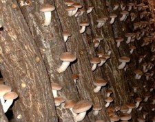 Shitake Pilz Substrat Pilzbrut