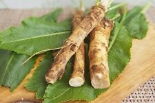 💥 1x Rhizom Meerrettich