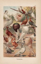 Taubenrassen Möwchen Florentiner Brieftaube CHROMOLITHOGRAPHIE um 1900 Kröpfer