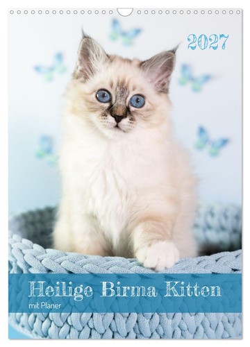 Heilige birma kitten kalender - heilige,