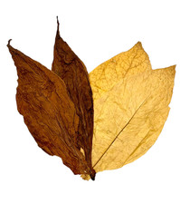 Virginia/ Burley MIX 50/50