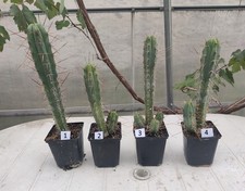San Pedro Kaktus (T-cereus pachanoi bridgesii) bewurzelt groß