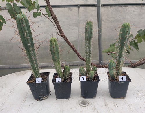 San pedro kaktus cereus - san,