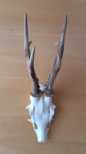 Rehbock gehörn geweih jagd - gehörn,