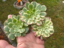 Aeonium Black King Kong -