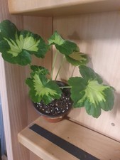 🌸 Pelargonie A Happy