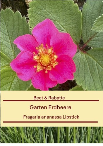 Fragaria ananassa lipstick - fragaria,