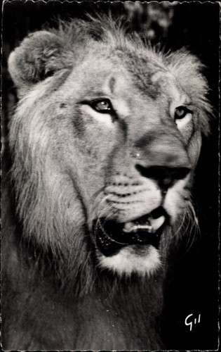 Afrikanische wildtiere - afrikanische,