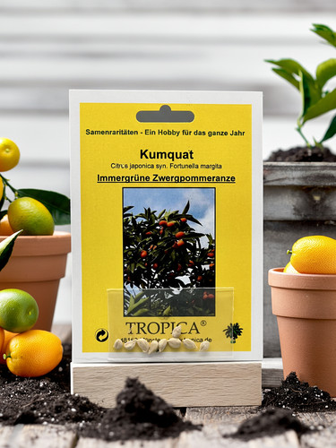 Kumquat zwergorange samen - zwergorange,