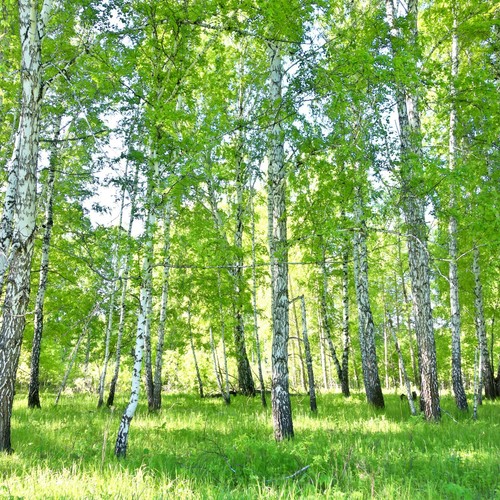Birkenwald vliestapete - birkenwald,