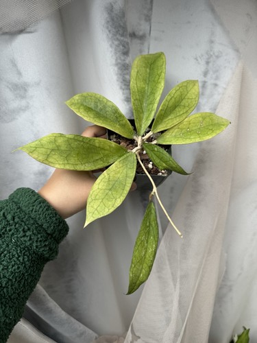 Hoya finlaysonii pot - hoya,