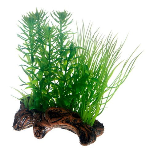 Hobby flora root - hobby, 2