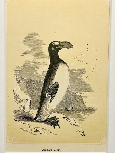 Penguin vögel ornithologie - vögel,