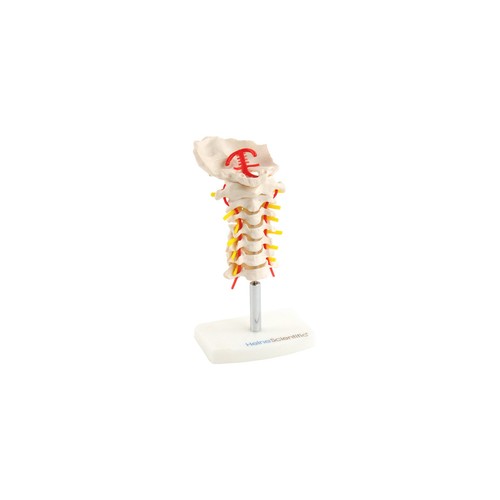 Anatomisches