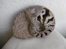 Mineralien Fossilien   Ammonite  ca.  17 cm  x  13 cm  Rohstein + geschliffen