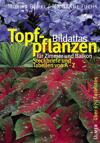 Bildatlas topfpflanzen für - topfpflanzen,