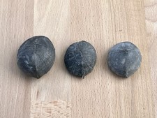 3x Schöne Seeigel Limfjord