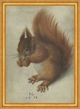 Red Squirrel Hans Hoffmann Eichhörnchen Tiere Schweif Nager B A3 02199 Gerahmt