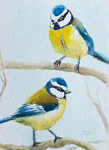 Blaumeise original - blaumeise,