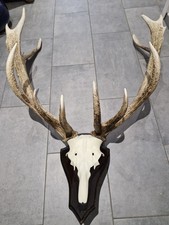 Kalitales ROTHIRSCHGEWEIH 16