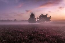stimmungsvolles Wandbild  - Landschaft Heide Nebel - XXL 120x80cm - Unikat