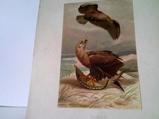 Seeadler - Chromolithographie