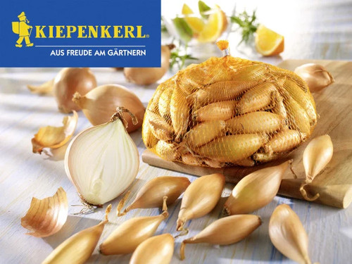 Kiepenkerl pflanzzwiebeln - kiepenkerl,